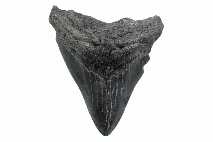 Serrated, Fossil Megalodon Tooth - South Carolina #362192
